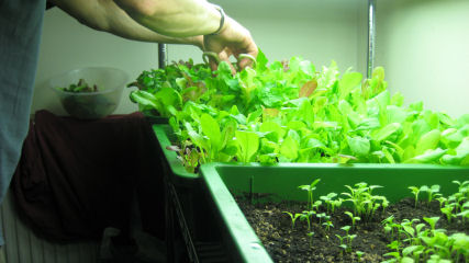 Harvesting Mesclun