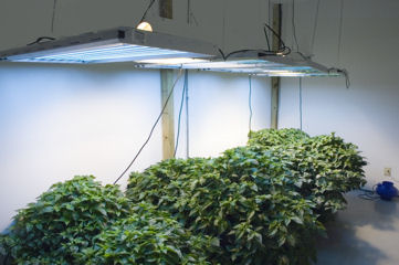 LightWave T5 - Brilliant new plant lighting - ideal for production of young plants and for general plant raising. LightWave is supplied with special T5 tubes that deliver the optimum colour balance for plant growth.