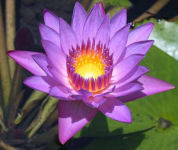 Thermoplanter