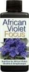 African Violet Focus