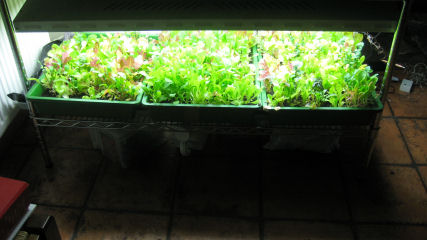 Three trays of Mesclun, ready for harvest