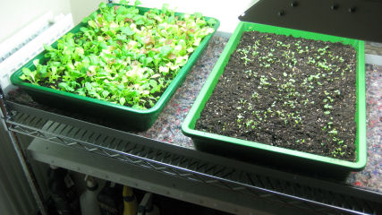 Two trays of Mesclun