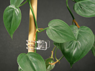 Versatile Transparent Plant Clips - Unobtrusive transparent plant clips.