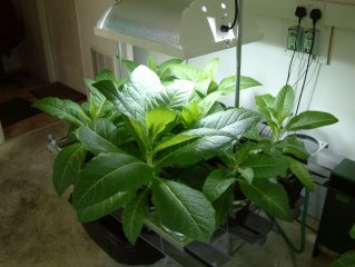 IGS - Indoor Growing System - A complete automatic growing system. Based on commercial technology and scaled down for the hobby greenhouse. Will accommodate 20 plants - ideal for chillies, herbs and flowers.
