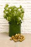 Potato Patio Planters