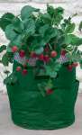 Strawberry Patio Planters