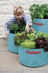 Vegetable Patio Planters (Turquoise)